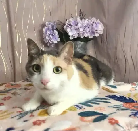 Callie photo 3
