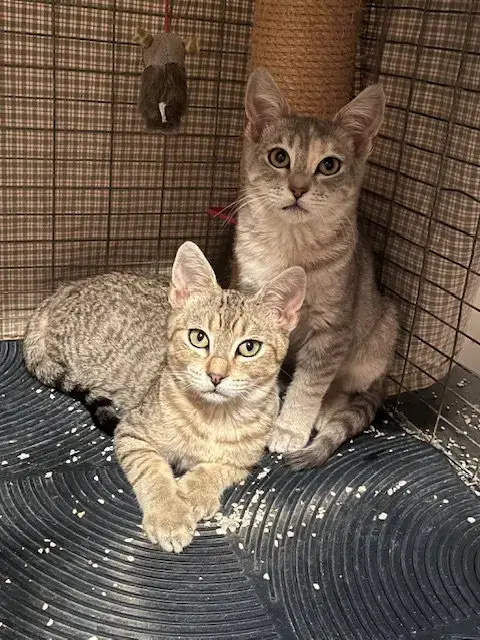 Mackey And Molly