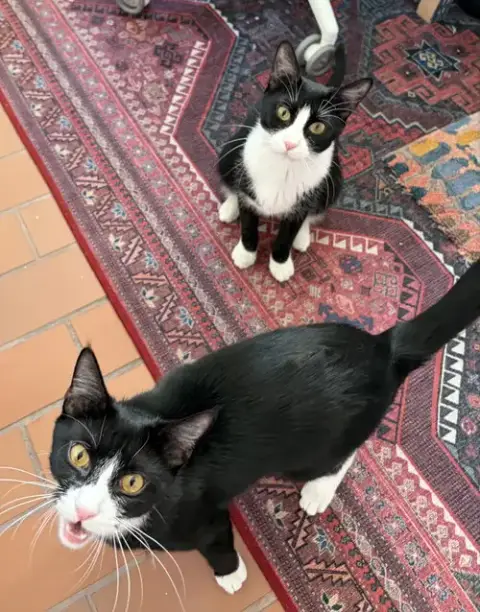 Domino And Pips! photo 2