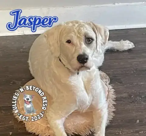 Jasper photo 4