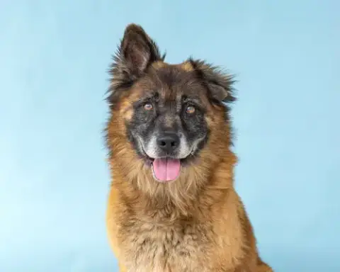 Rosco