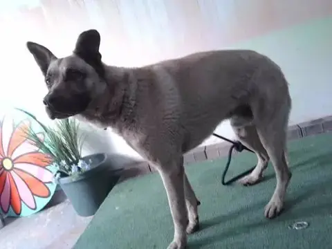 Yoda