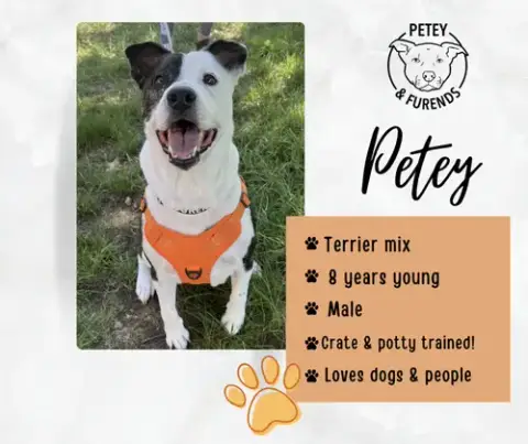 Petey photo 3