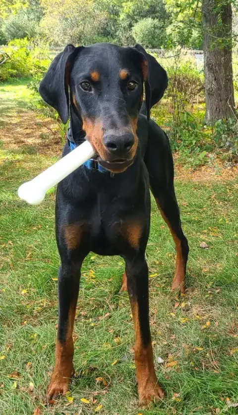 Ember photo 3