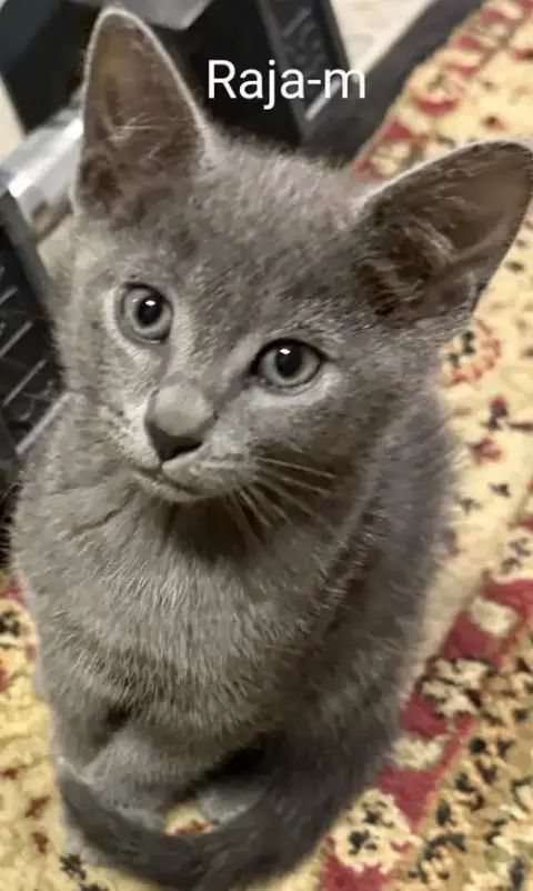 Raja