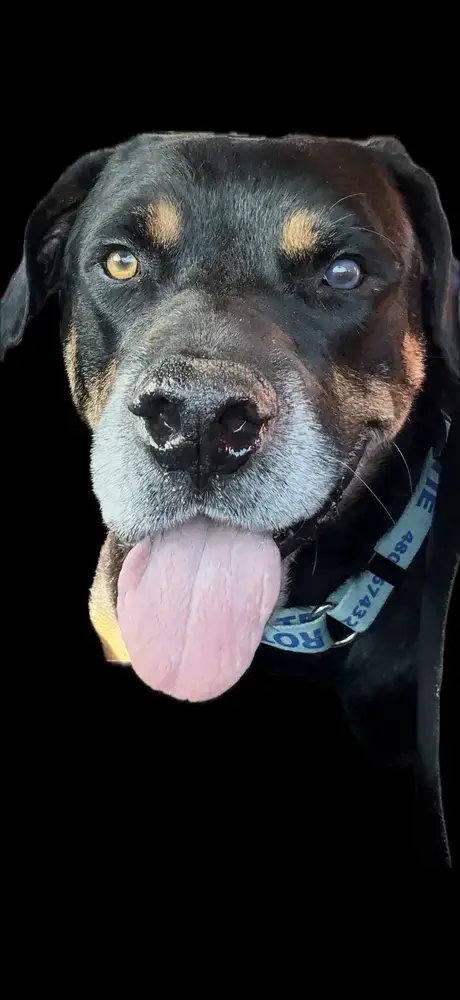 Maxwell photo 4
