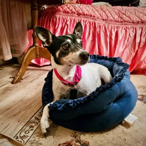 Sybil photo 3
