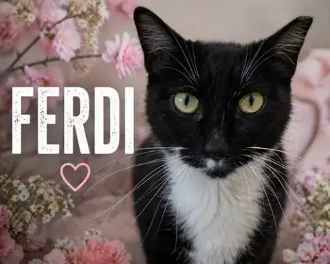 Ferdi photo 2