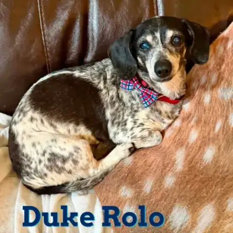 Duke Rolo photo 2