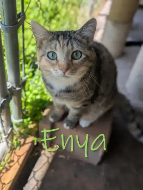 Enya photo 2