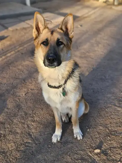 Gunner photo 2