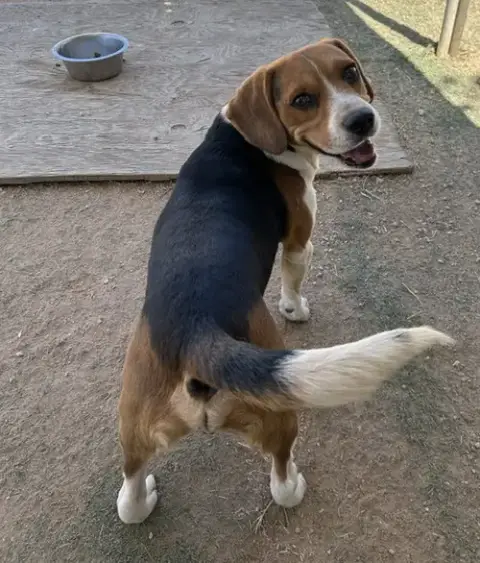 Moxie-Adopted 6/14/26