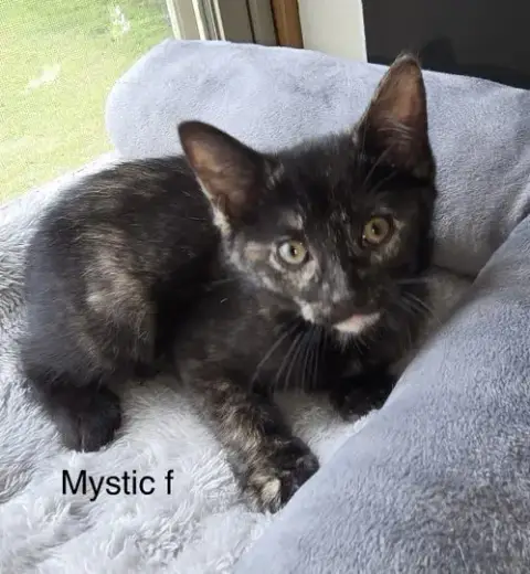 Mystic