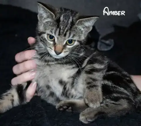 Amber photo 2