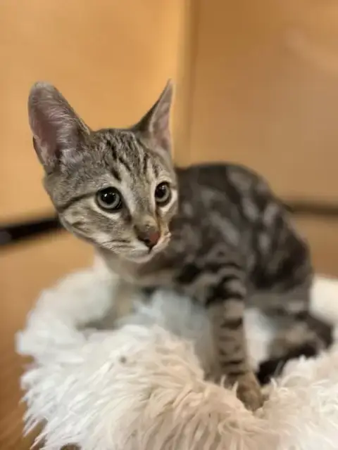 Artemis