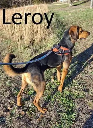Leroy photo 2