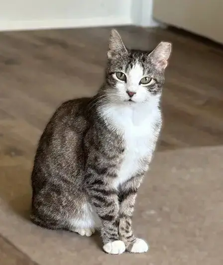 Frankie -Gentle Sweetheart photo 5