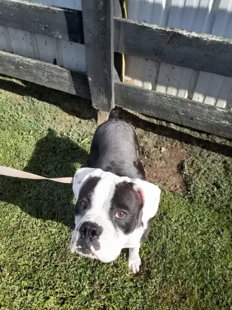 Domino photo 5