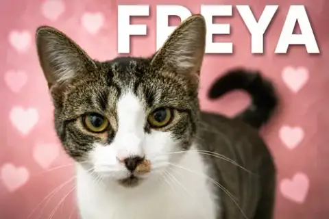 Freya