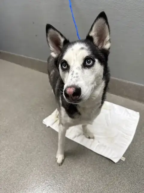 Hazel