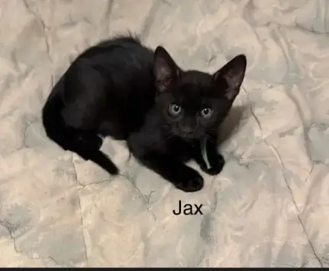 Jax photo 2