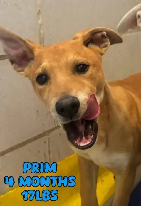Prim photo 4