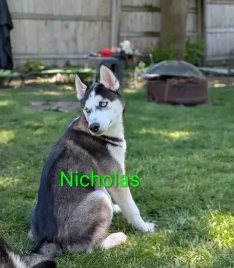 Nicholas photo 4