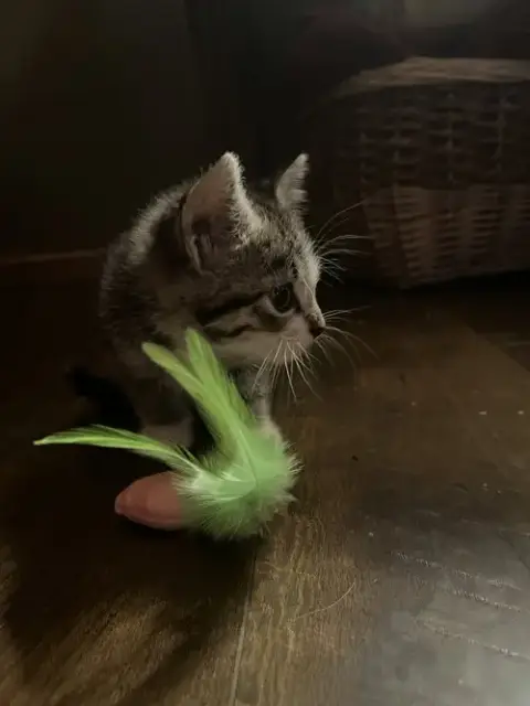 Basil photo 2