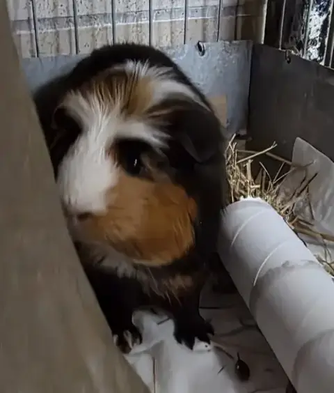 Percy