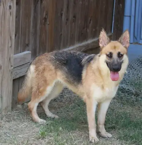 Callie Mae