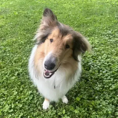 Duce Adoption Pending