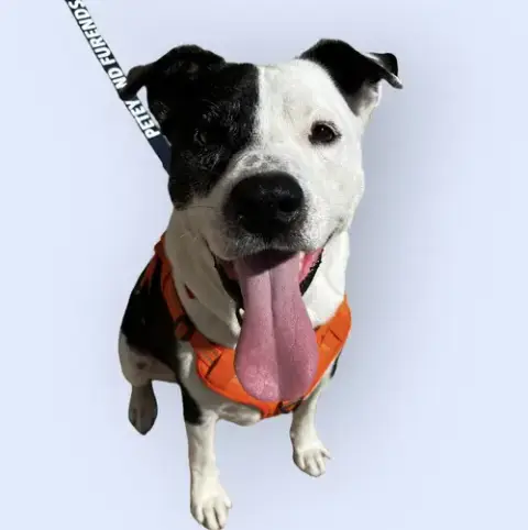 Petey photo 2