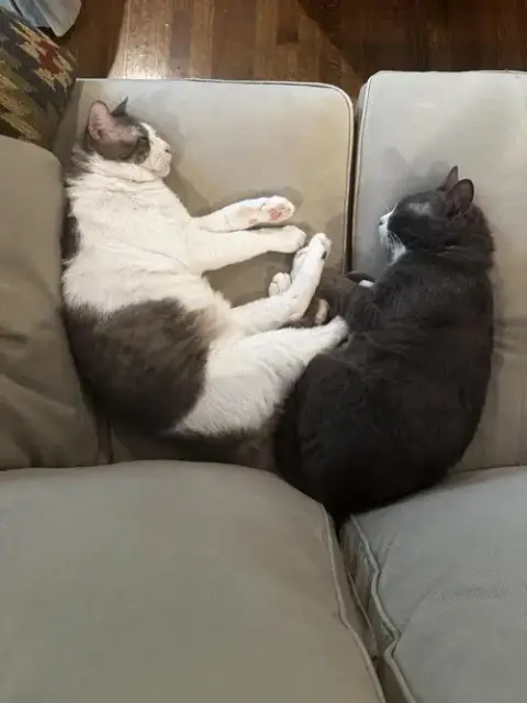 Sleepy photo 4