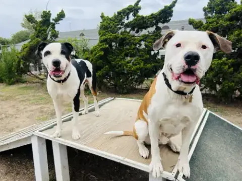 Bronson And Hardy photo 4