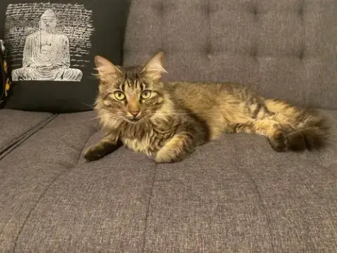 Lola