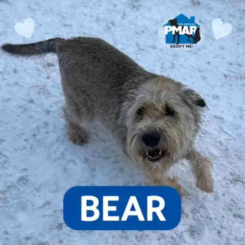 Bear photo 2