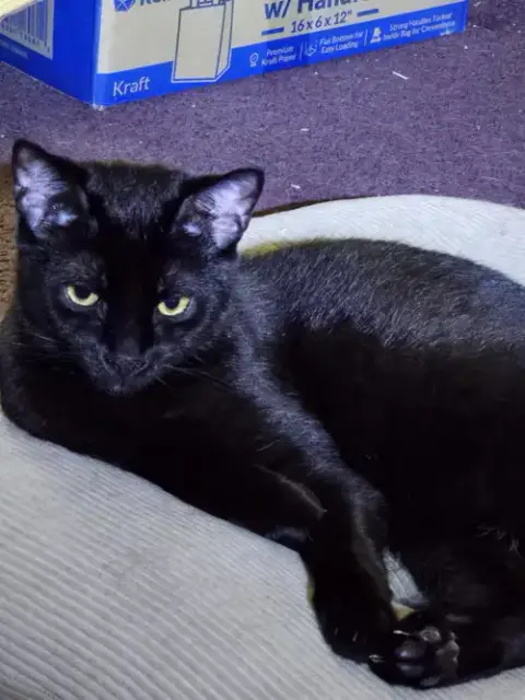 Buddy