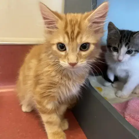 Kittens Available! photo 2