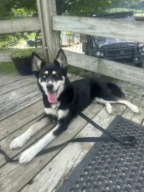 Kira photo 4