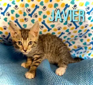 Javier photo 5