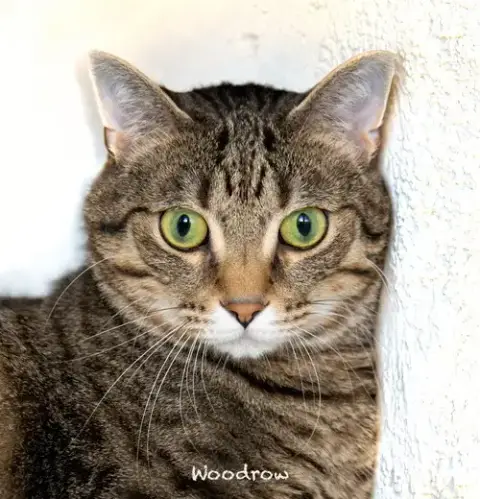Woodrow