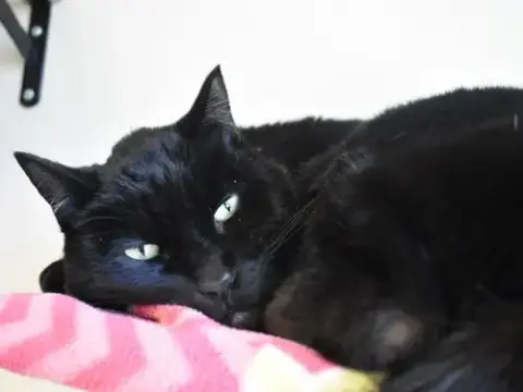 Zorro photo 3