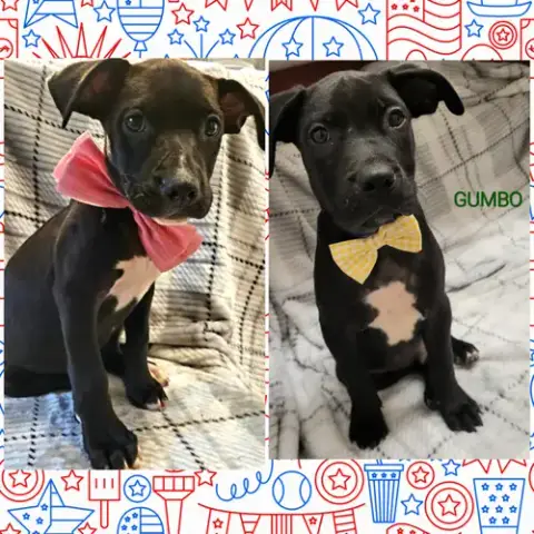 Gumbo
