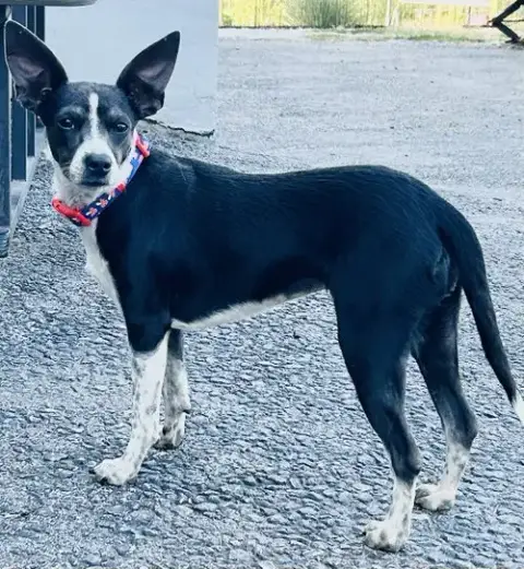 Angel Rat Terrier photo 2
