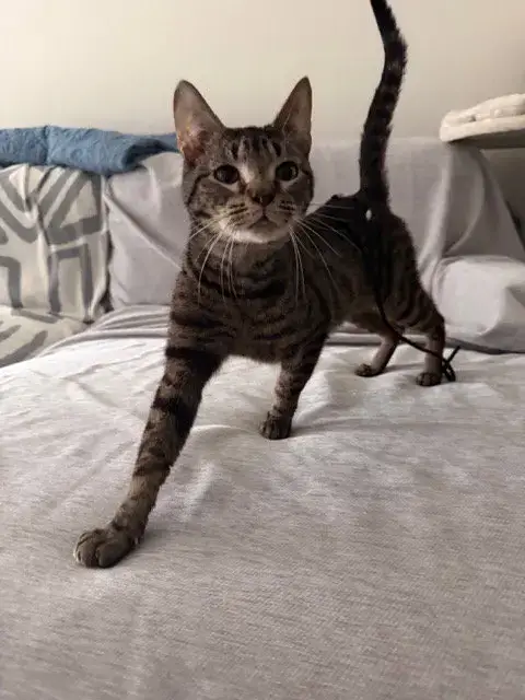 Vex
