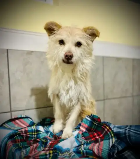 Underdog Aug 25 photo 5