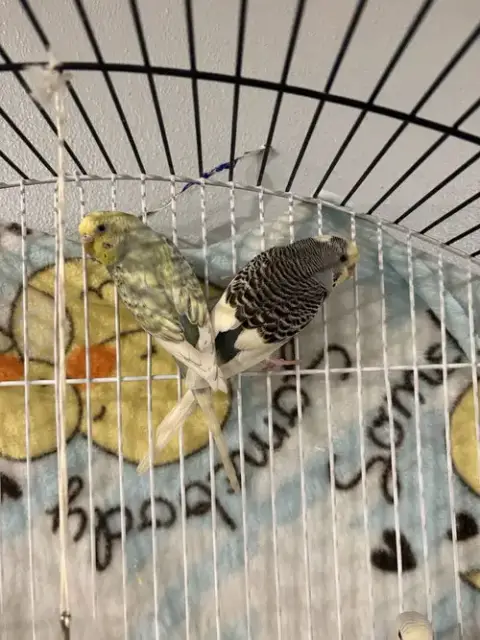 Parakeets photo 5
