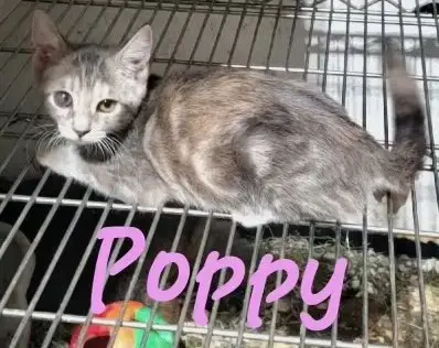 Poppy photo 4