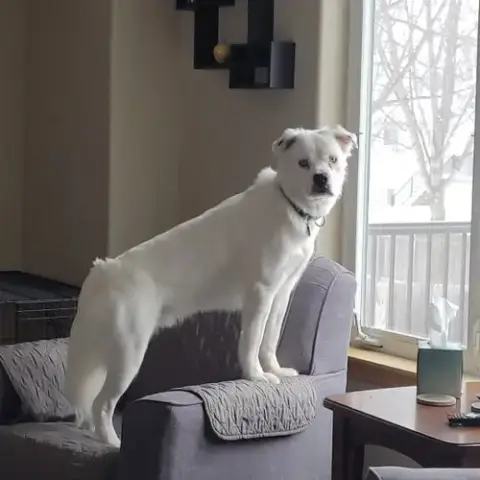 Falcor photo 4