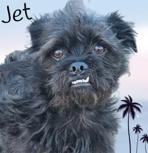 Jet photo 3